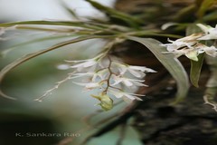 Dendrobium heyneanum